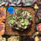 Echeveria 'Joan Daniel' 2" Succulent Plant Cutting