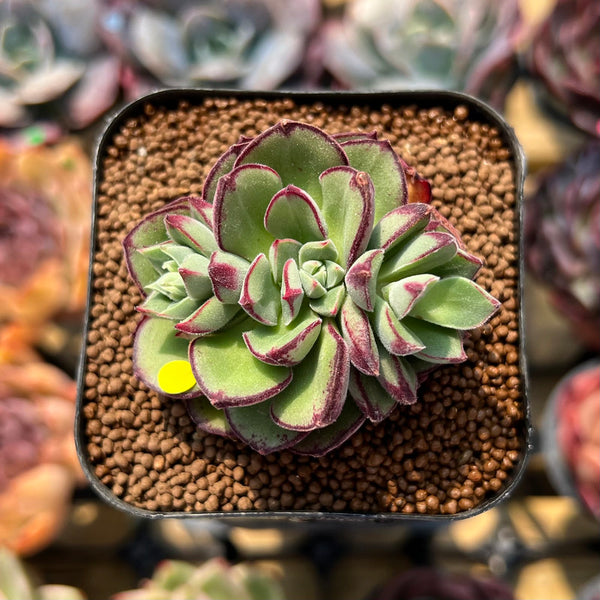 daniels succulents Echeveria 'Joan Daniel' 2" Succulent Plant Cutting