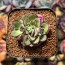 Echeveria 'Joan Daniel' 2" Succulent Plant Cutting