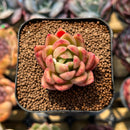 Echeveria Agvoides 'Laybley' 1" Succulent Plant Cutting