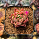 Echeveria Agvoides 'Laybley' 1" Succulent Plant Cutting