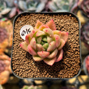 Echeveria Agvoides 'Laybley' 1" Succulent Plant Cutting