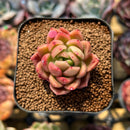 Echeveria Agvoides 'Laybley' 1" Succulent Plant Cutting