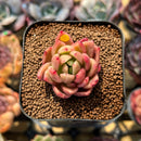 Echeveria Agvoides 'Laybley' 1" Succulent Plant Cutting