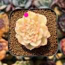 Sedeveria 'Rolly' Variegated 2" Succulent Plant Cutting