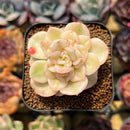 Sedeveria 'Rolly' Variegated 2" Succulent Plant Cutting