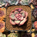 Echeveria 'Apple Candy' 1"-2" Succulent Plant Cutting