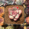 Echeveria 'Apple Candy' 1"-2" Succulent Plant Cutting