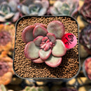Echeveria 'Apple Candy' 1"-2" Succulent Plant Cutting