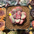 Echeveria 'Apple Candy' 1"-2" Succulent Plant Cutting