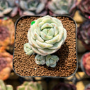 Sedeveria 'Pudgy' Variegated 1"-2" Succulent Plant Cutting