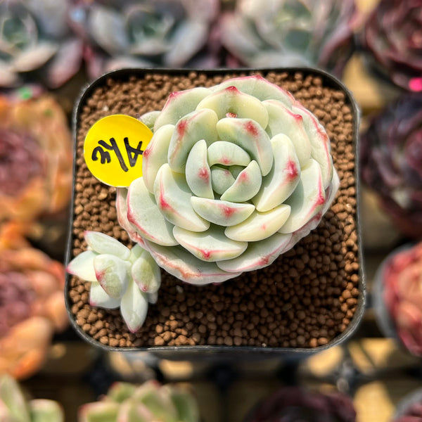 Sedeveria 'Pudgy' Variegated 1"-2" Succulent Plant Cutting