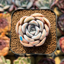 Echeveria 'Cocozen' 2" Succulent Plant Cutting