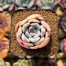 Echeveria 'Cocozen' 2" Succulent Plant Cutting