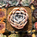 Echeveria 'Cocozen' 2" Succulent Plant Cutting