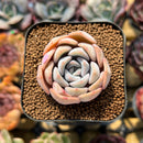Echeveria 'Cocozen' 2" Succulent Plant Cutting