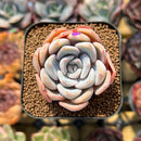 Echeveria 'Cocozen' 2" Succulent Plant Cutting