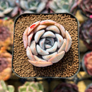 Echeveria 'Cocozen' 2" Succulent Plant Cutting