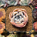 Echeveria 'Cocozen' 2" Succulent Plant Cutting