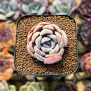Echeveria 'Cocozen' 2" Succulent Plant Cutting