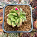 Echeveria 'Apple Flower' 2" Succulent Plant Cutting