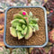 Echeveria 'Apple Flower' 2" Succulent Plant Cutting