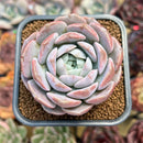 Echeveria 'Goddess' 2"-3" Succulent Plant Cutting