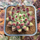 Pachyphytum 'Yeonji' 2" Succulent Plant Cutting