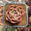 Echeveria 'Blood Champaign' 2" Succulent Plant Cutting