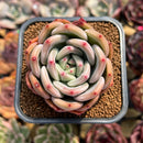 Echeveria 'White Night' 2" Succulent Plant Cutting