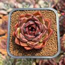 Echeveria 'Fushike' 2" Succulent Plant Cutting