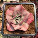 Echeveria 'Minigosaong' Variegated 3" Succulent Plant Cutting