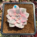 Graptopetalum 'Purple Delight' Variegated 2"-3" Succulent Plant Cutting