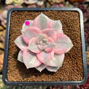 Graptopetalum 'Purple Delight' Variegated 2"-3" Succulent Plant Cutting