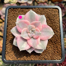 Graptopetalum 'Purple Delight' Variegated 2"-3" Succulent Plant Cutting