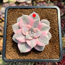 Graptopetalum 'Purple Delight' Variegated 2"-3" Succulent Plant Cutting