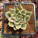 Echeveria Agavoides 'Elkhorn' Variegated 2"-3" Succulent Plant Cutting
