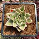 Echeveria Agavoides 'Elkhorn' Variegated 2"-3" Succulent Plant Cutting