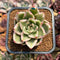Echeveria Agavoides 'Elkhorn' Variegated 2"-3" Succulent Plant Cutting