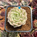 Echeveria 'Margaret' Variegated 2" Succulent Plant Cutting