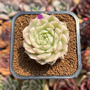 Echeveria 'Margaret' Variegated 2" Succulent Plant Cutting