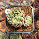 Pachyphytum 'Pine Cone' 2"-3" Succulent Plant Cutting