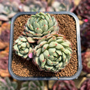 Pachyphytum 'Pine Cone' 2"-3" Succulent Plant Cutting