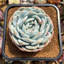 Echeveria 'Seongyeong' 3" Succulent Plant Cutting