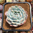 Echeveria 'Seongyeong' 3" Succulent Plant Cutting