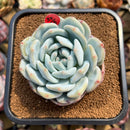Echeveria 'Seongyeong' 3" Succulent Plant Cutting