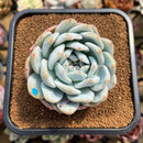 Echeveria 'Seongyeong' 3" Succulent Plant Cutting