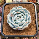 Echeveria 'Seongyeong' 3" Succulent Plant Cutting