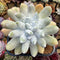 Dudleya Pachyphytum 5"-6" (Greenhouse grown not wild collected) Succulent Plant Cutting