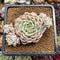 Echeveria 'Margaret' Variegated 3"-4" Cluster Succulent Plant Cutting